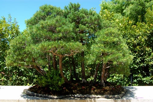 Madrid%20-%20Royal%20Botanical%20Gardens%20-%20Bonsai%20forest,%20Madrid%20car%20hire.jpg