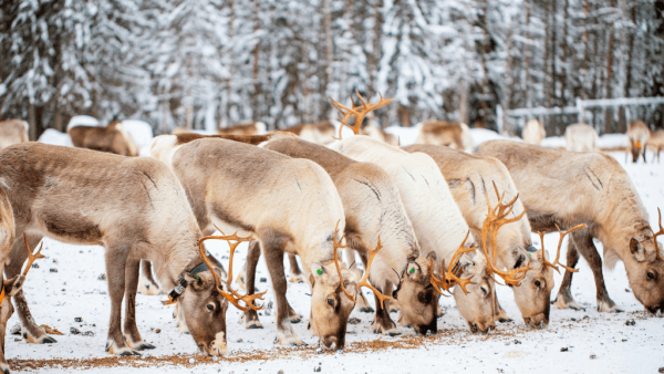 reindeer-farm-in-Finland