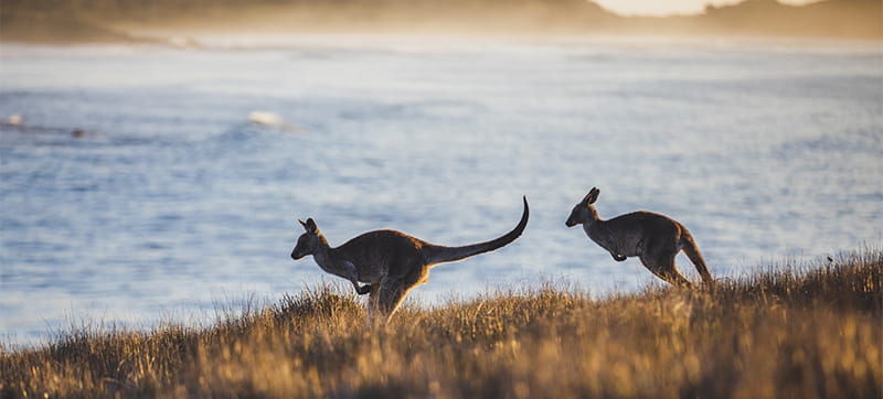 Ενοικίαση αυτοκινήτων σε Κοφς Χάρμπορ
