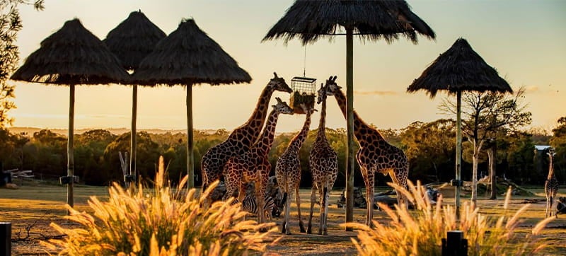 Φτηνές Ενοικίαση αυτοκινήτων σε Ντάμπο  Αεροδρόμιο