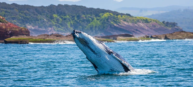 Ενοικίαση αυτοκινήτων σε Μερίμπουλα