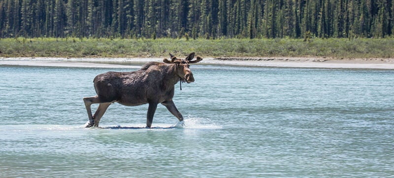 Ενοικίαση αυτοκινήτων σε Ντίαρ Λέικ