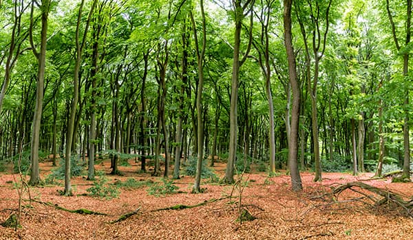 Φτηνές Ενοικίαση αυτοκινήτων σε Βέεζε  Αεροδρόμιο