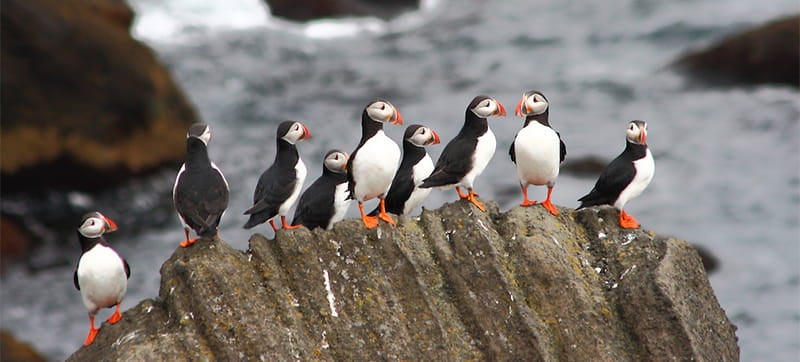 Alquiler de Coches en Islas Vestman 