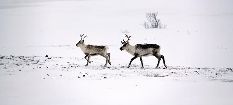 Φτηνές Ενοικίαση αυτοκινήτων σε Λάκσελβ Αεροδρόμιο