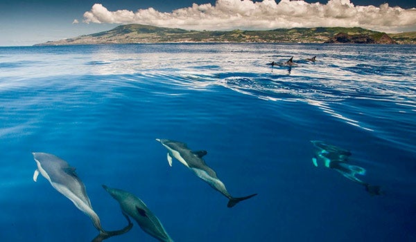 Ενοικίαση αυτοκινήτων σε Τερσέιρα