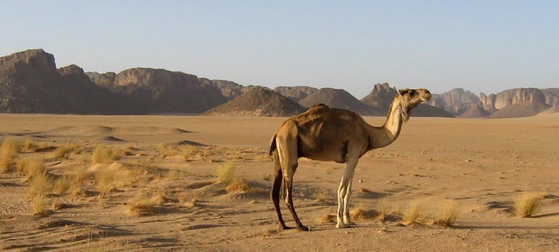 Wypozyczalnia Samochodów w Qaisumah