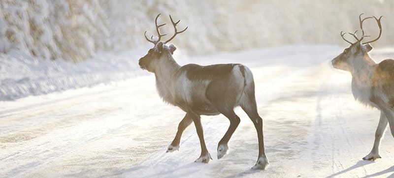 Ενοικίαση αυτοκινήτων σε Ούμεο
