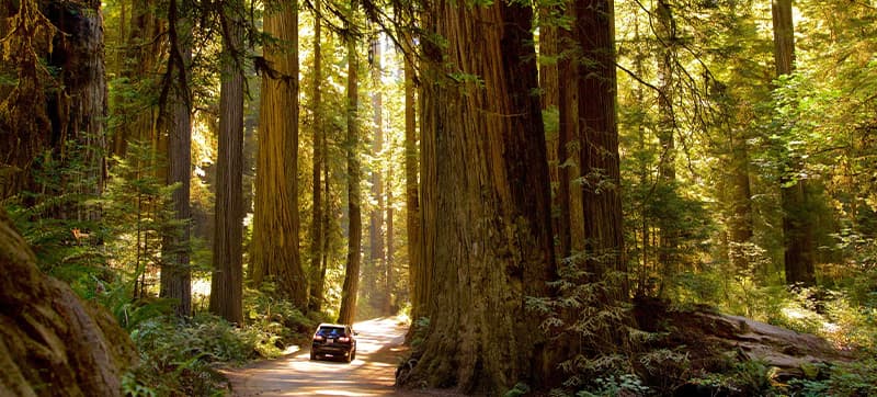 Ενοικίαση αυτοκινήτων σε Γιουρίκα