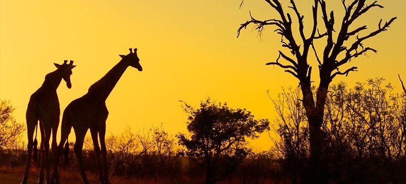 Ενοικίαση αυτοκινήτων σε Κρούγκερ Μπουμαλάνγκα