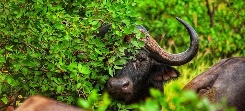 Ενοικίαση αυτοκινήτων σε Φαλαμπόρβα